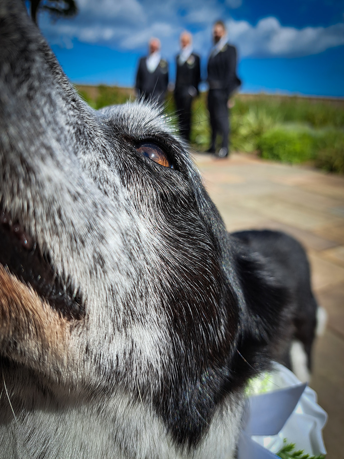 Wagging Tails Weddings